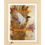 Mallard:  Marsh Reed Duckport  - XS12204  -  PRINT