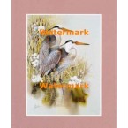 Birds  - XS12374  -  PRINT