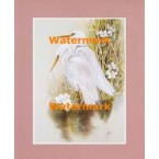 Birds  - XS12375  -  PRINT