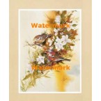 Birds  - XS12679  -  PRINT