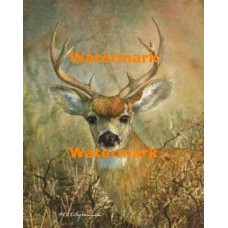 Dear  - XS7279  -  PRINT