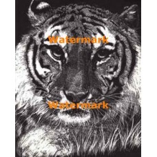 Tiger  - #XS4305  -  PRINT