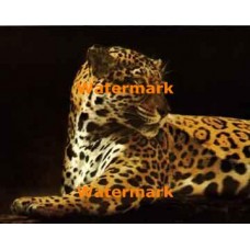 Jaguar  - XS4686  -  PHOTO PRINT