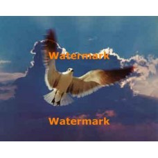 Seagull  - #XS4691  -  PHOTO PRINT