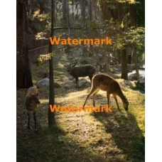 Sitatunga  - #XS4845  -  PRINT