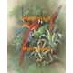 1.  Paradise  - #XS13199  -  PRINT