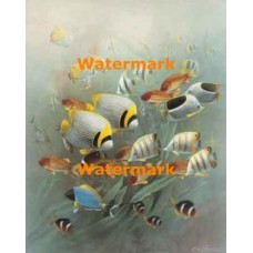 1.  School of Fish  - #XS13504  -  PRINT