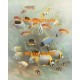 1.  School of Fish  - #XS13505  -  PRINT