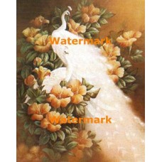 Peacocks  - #XS16167  -  PRINT
