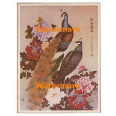 Peacocks  - #XS5449  -  PRINT