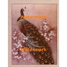 Peacock  - #XS9401  -  PRINT