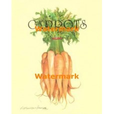 Carrots  - XS7817  -  PRINT