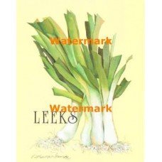 Leeks  - XS7818  -  PRINT