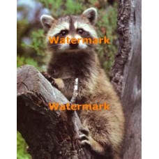 Raccoon  - XS7143  -  PRINT