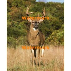 Deer  - XS7129  -  PRINT