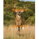 Deer  - XS7129  -  PRINT