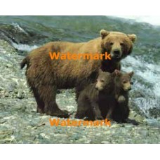 Bears At Water  - XS7131  -  PRINT