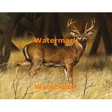 Deer  - XS8692  -  PRINT