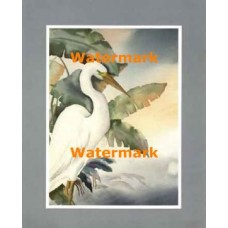 Birds  - XS11835  -  PRINT