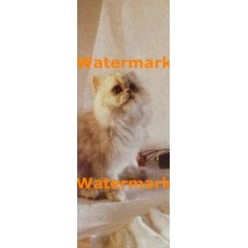 Kittenantics  - #XS10087  -  PRINT