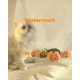 Cat  - XS10091  -  PRINT
