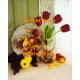 Tulips & Fruit  - #XS14135  -  PRINT