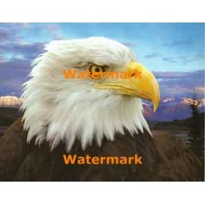 1.  Eagle  - #XS10824  -  PRINT