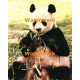 Panda  -  #XS10825  -  PRINT