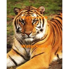 Tiger  - #XS10826  -  PRINT