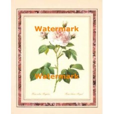 Rose  - #XS11419  -  PRINT