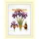 1.  Iris Study  - #XS13792  -  PRINT