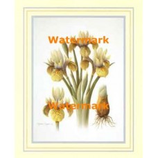 1.  Iris Study  - #XS13793  -  PRINT