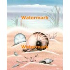 Sandy Beach Seashells  - #XS12665  -  PRINT