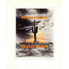 Cactus  - XS12499  -  PRINT