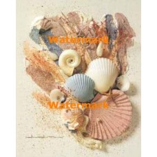 Seashells  - #XS13977  -  PRINT