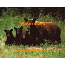 Save The Animals  - #XS15427  -  PRINT