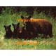 Save The Animals  - #XS15427  -  PRINT