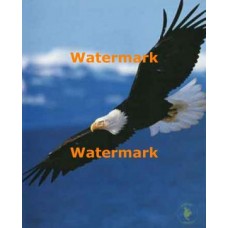 Soaring Eagle  - #XS15278  -  PRINT