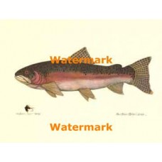 Steelhead Trout  - #XS16397  -  PRINT
