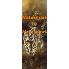 White Tigers  - XS13375  -  PRINT