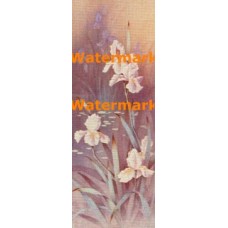 Irises  - XS9998  -  PRINT