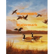 Geese  - XS13252  -  PRINT